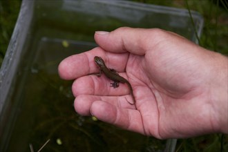 Filamentous newt