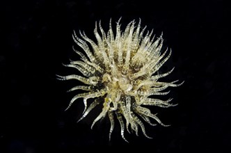 Free-swimming anemone