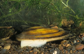 Swan mussel