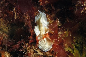 Candied candy striped flatworm