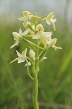Small lesser butterfly-orchid
