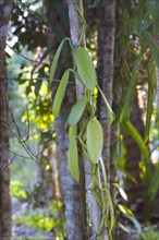 Vanilla vine grows as host plant