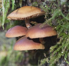 Tuberous-leaved mushroom