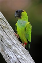 Nanday parakeet