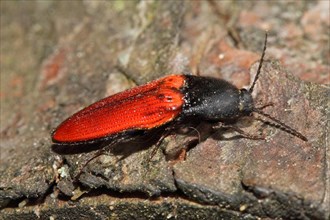 Blood red click beetle