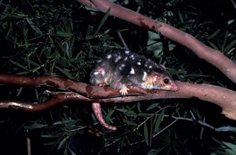 Spotted marsupial