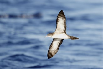 Wedge-tailed Shearwater