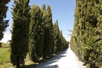 Mediterranean cypress