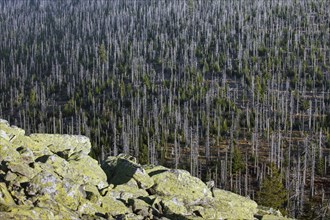 View of forest with dead trees from the Lusen