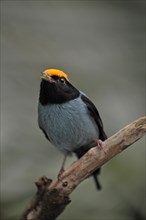 Blue-breasted Pipra