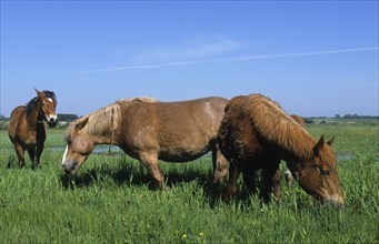 Horse Sokolskie horse feeding in the Biebrza marshes
