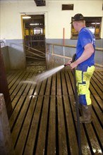 Dairy farmers clean milking parlour
