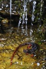 Spectacled salamander