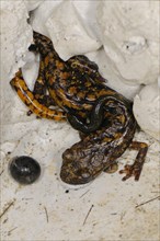 Strinati's Cave Salamander
