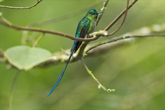 Long-tailed sylph