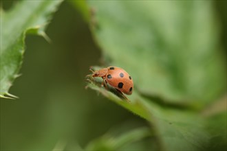 Bryony Ladybird