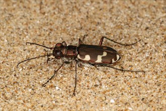 Coastal sand beetle