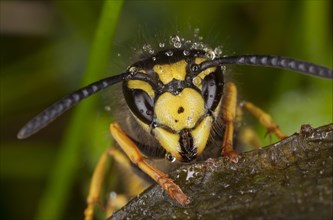 German Wasp