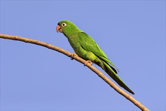 Blue-capped Parakeet