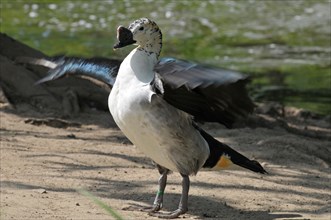 Humpbacked Goose