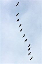 Ordinary cranes