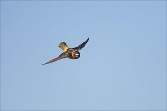 Pale-fronted Swallow
