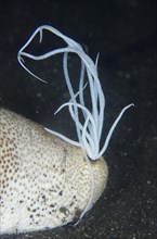 Brown sandfish sea cucumber