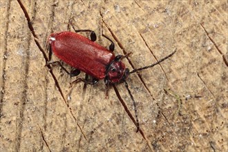 Red Longhorn Beetle