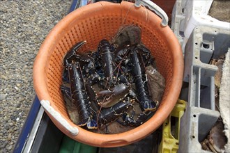 Catch of Common Lobster