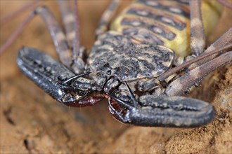 Variegated Tailless Whip whipscorpion