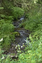 Brook