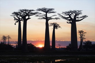 Grandidier's baobabs
