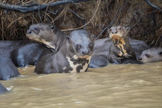 Group of giant otter