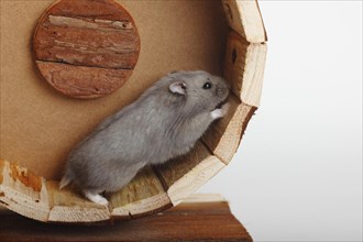 Campbell's Russian Dwarf Hamsters