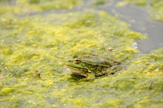Marsh Frog