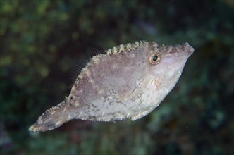 Seagrass Filefish