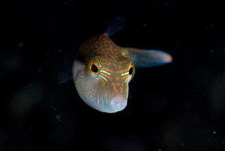 Benetts Pufferfish