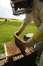 Professional beekeeping