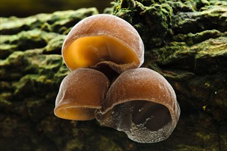 Mole mushroom