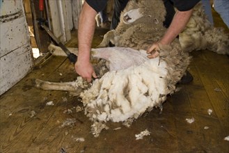 Cutting Carradale sheep for their fleece
