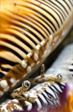 Scorpion Wing Snail