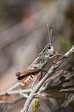 Woodland grasshopper