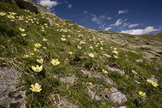 Flowering mass of Yellow Alps Pasqueflower