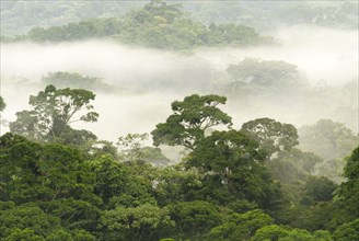 Cloudforest habitat