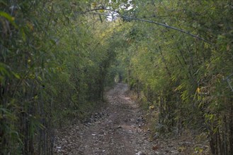 Track through bamboo forest habitat