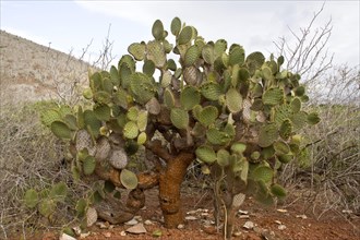 (Opuntia galapageia) var. profusa a shrubby variety only found on rabida island, Galapagos