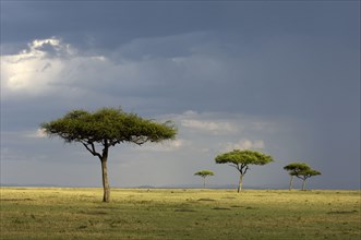 View of savannah habitat with rain clouds