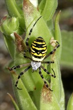 Wasp spider