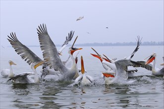 Adults and juveniles of the dalmatian pelican