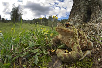 Common Toad